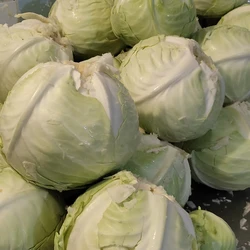 Výroba kysaného zelí