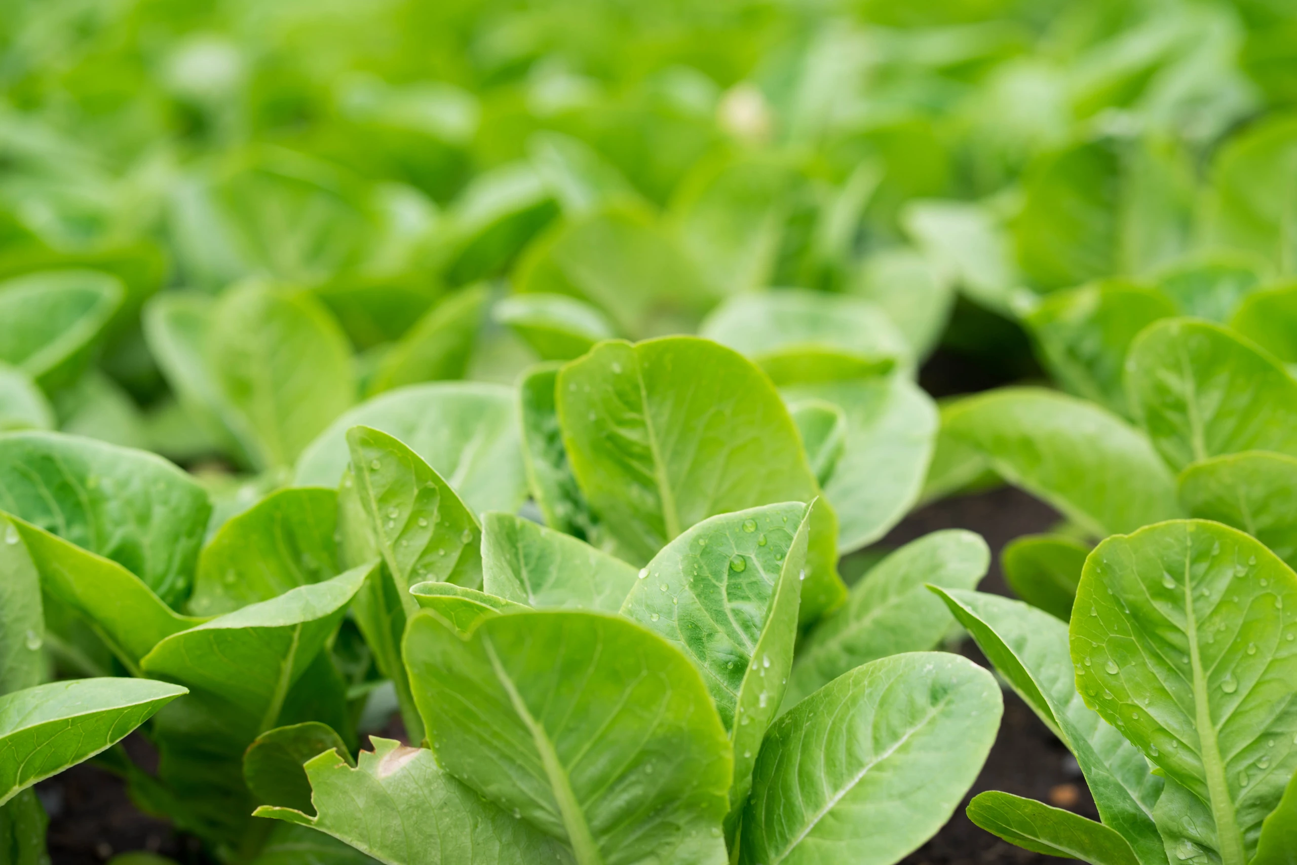 TALAŠOVO ZAHRADNICTVÍ TLUMAČOV