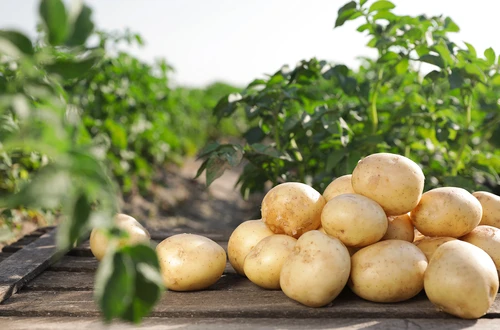 Prodej brambor, česneku a cibule