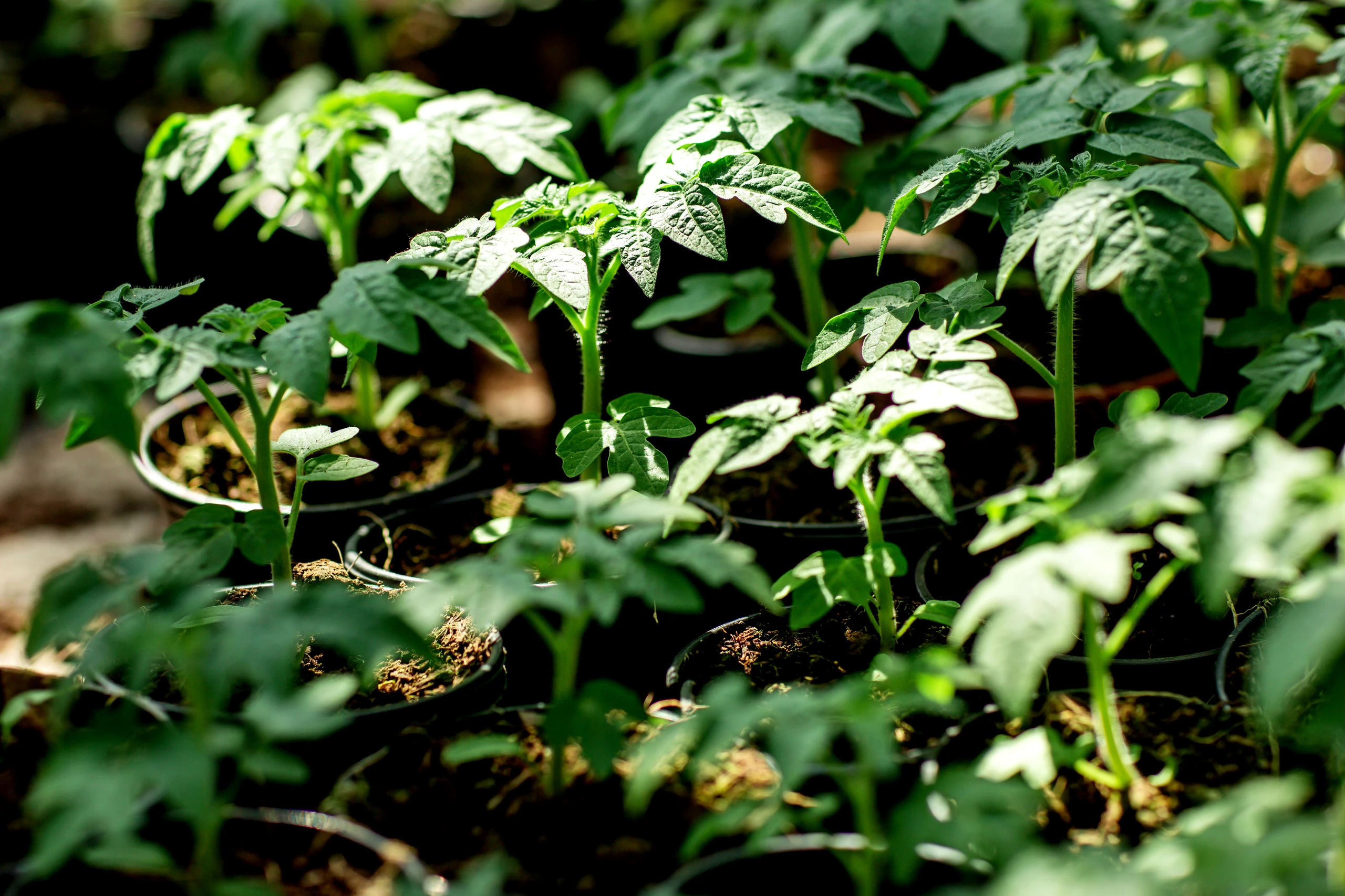 PĚSTOVÁNÍ A PRODEJ SAZENIC